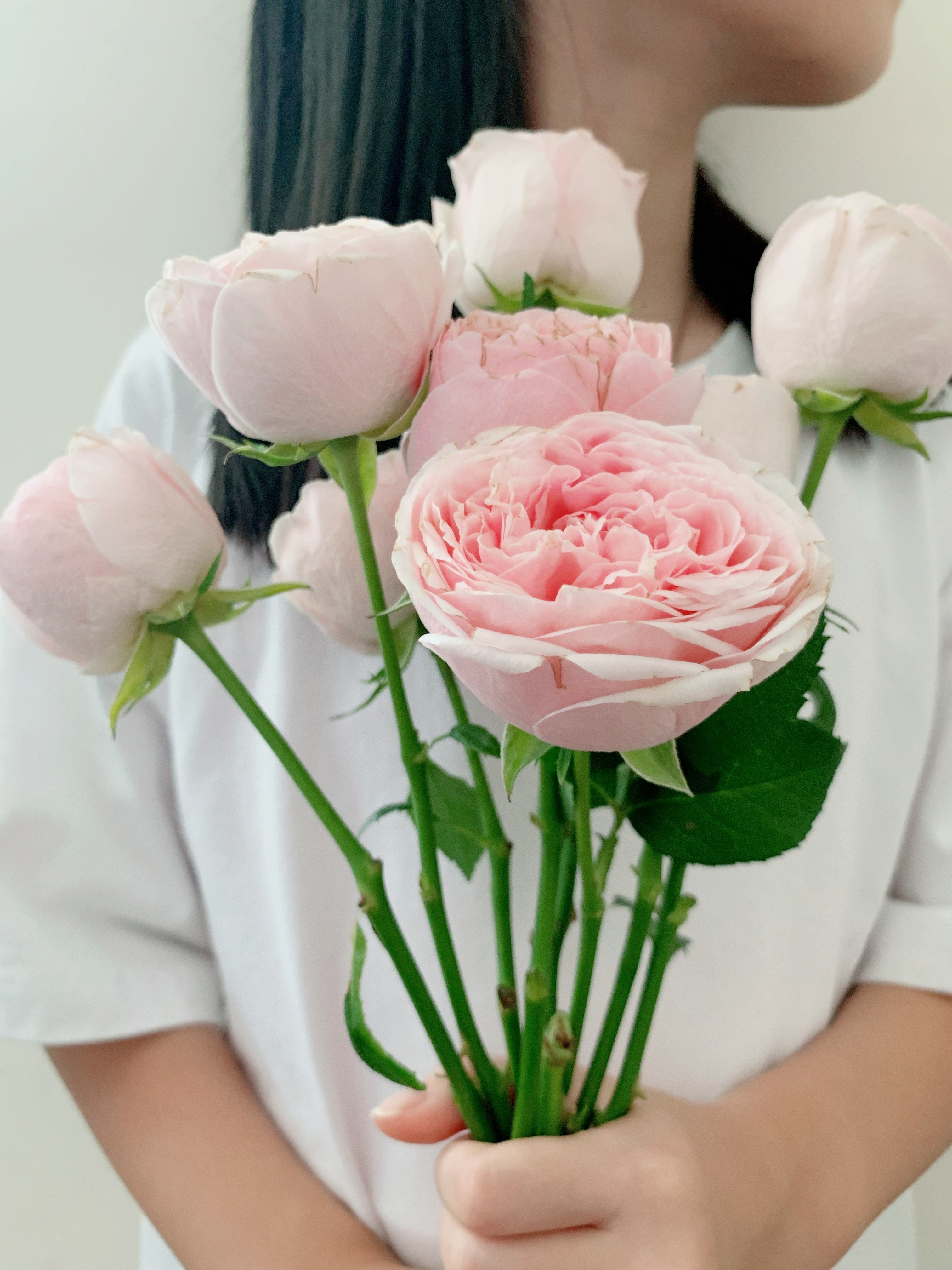 Mansfield Park Rose, Fresh Cut (20 Stems)