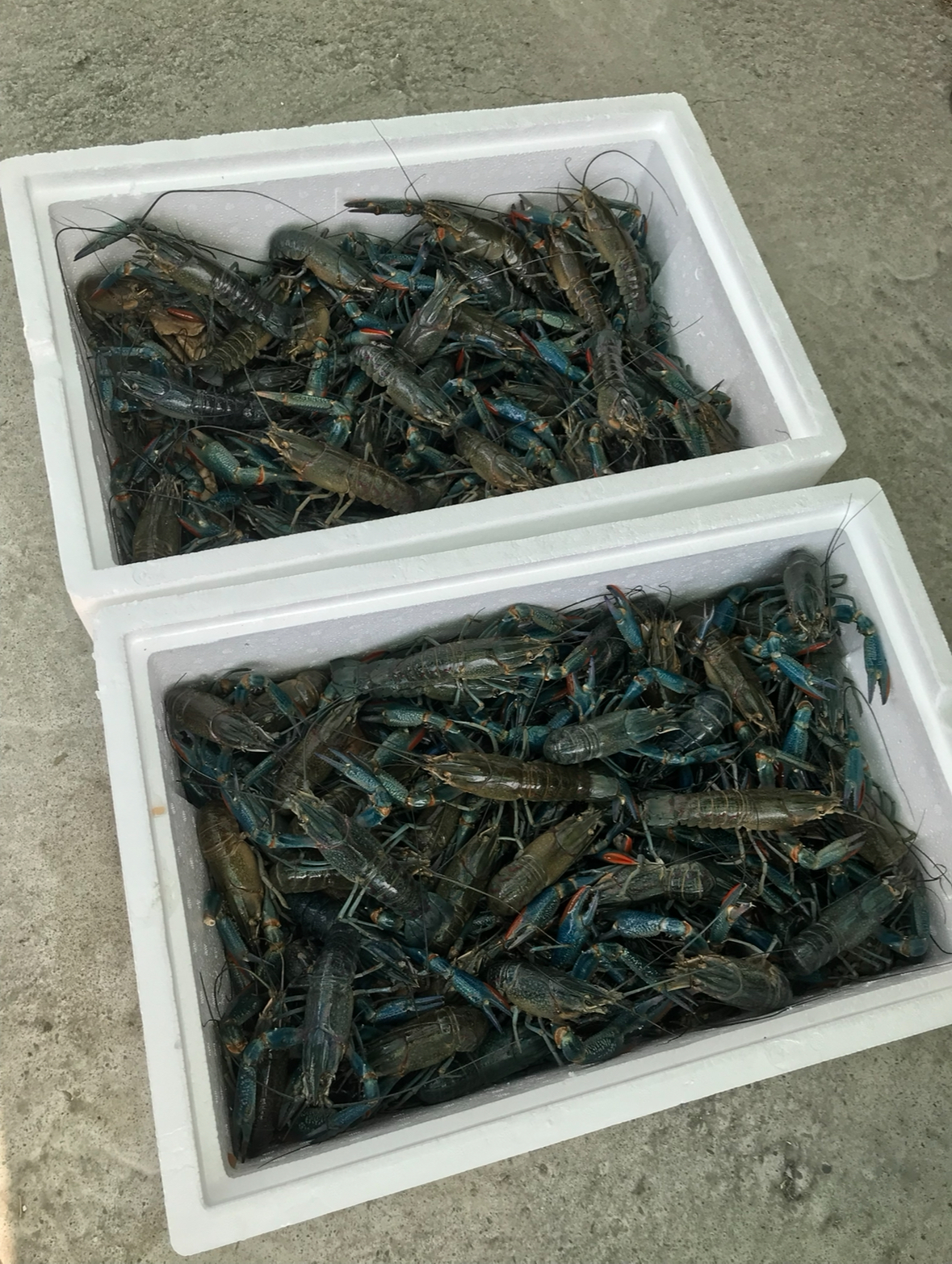 活！澳洲淡水龍蝦1斤(8-12隻)