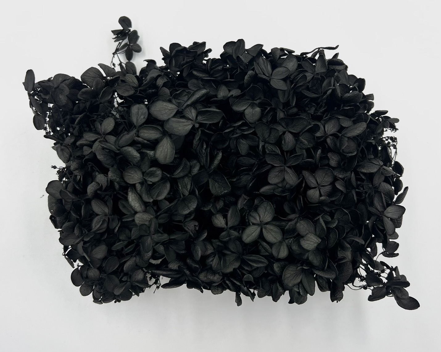 獨家黑繡球 01510-890  