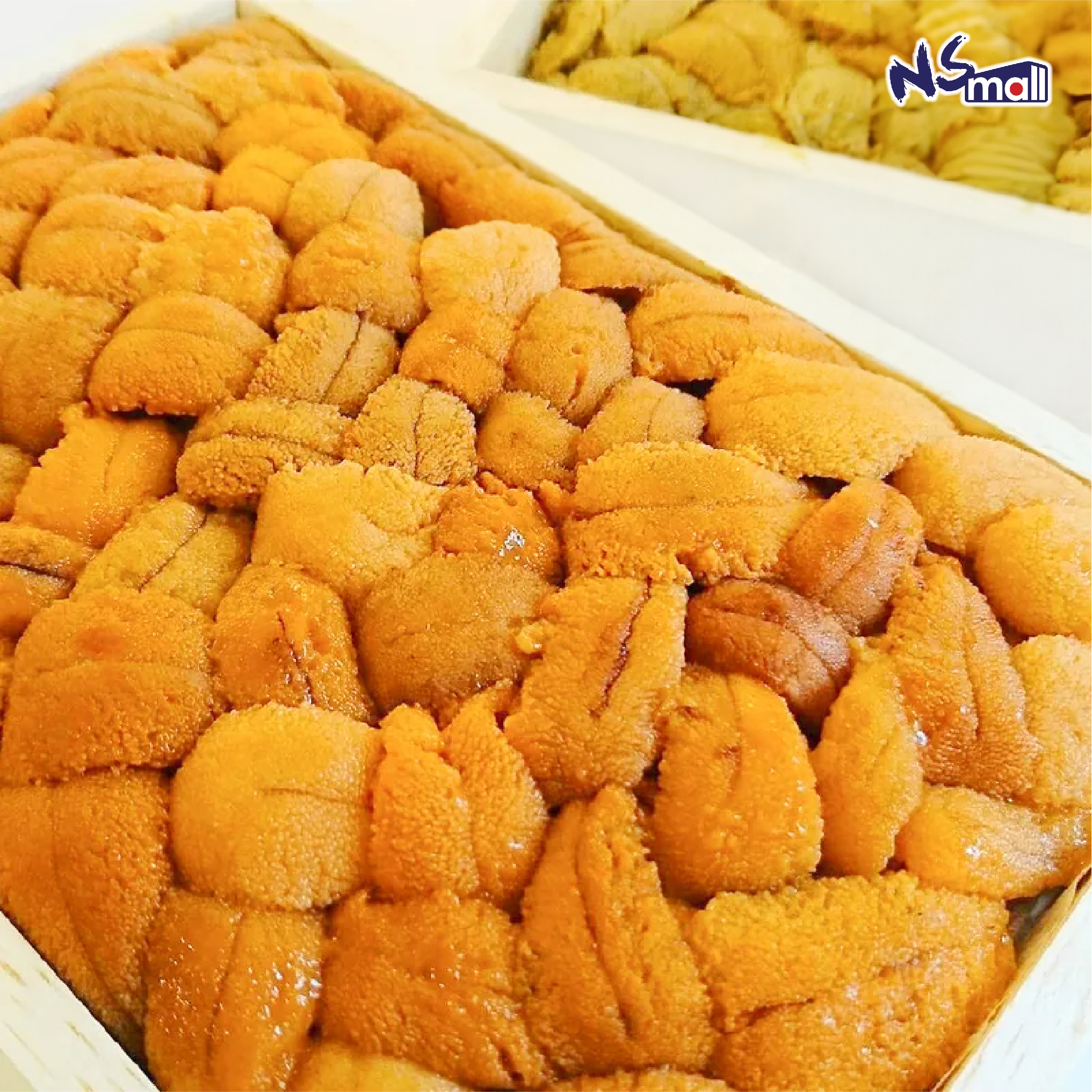 日本海膽 (亂排) 約 250g/板 (馬糞海膽/赤海膽/紫海膽，視乎季節隨機出貨)