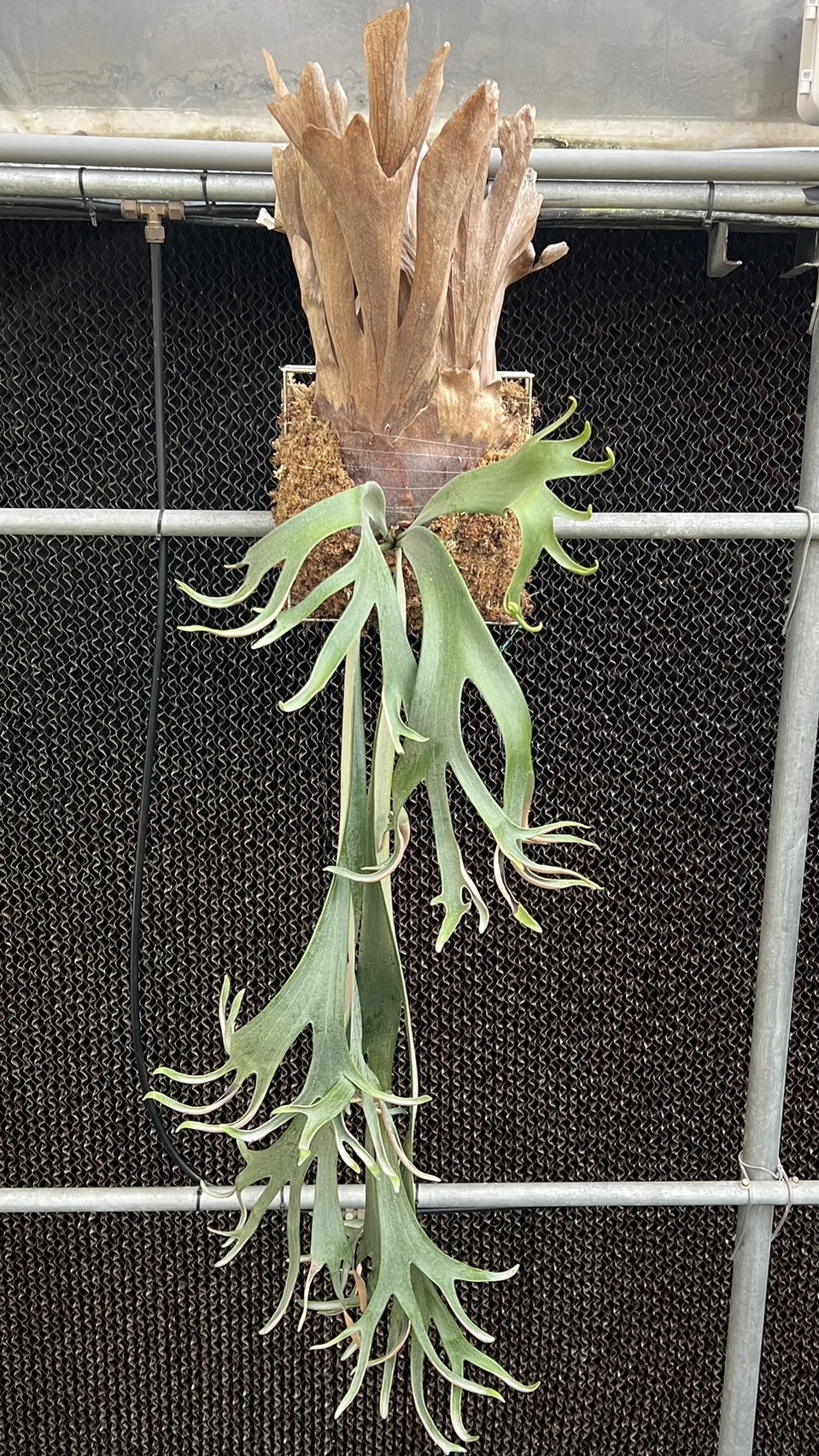 P.Willinckii Dwarf Tatsuta (子株) P. willinckii 'Dwarf Tatsuta' spore②