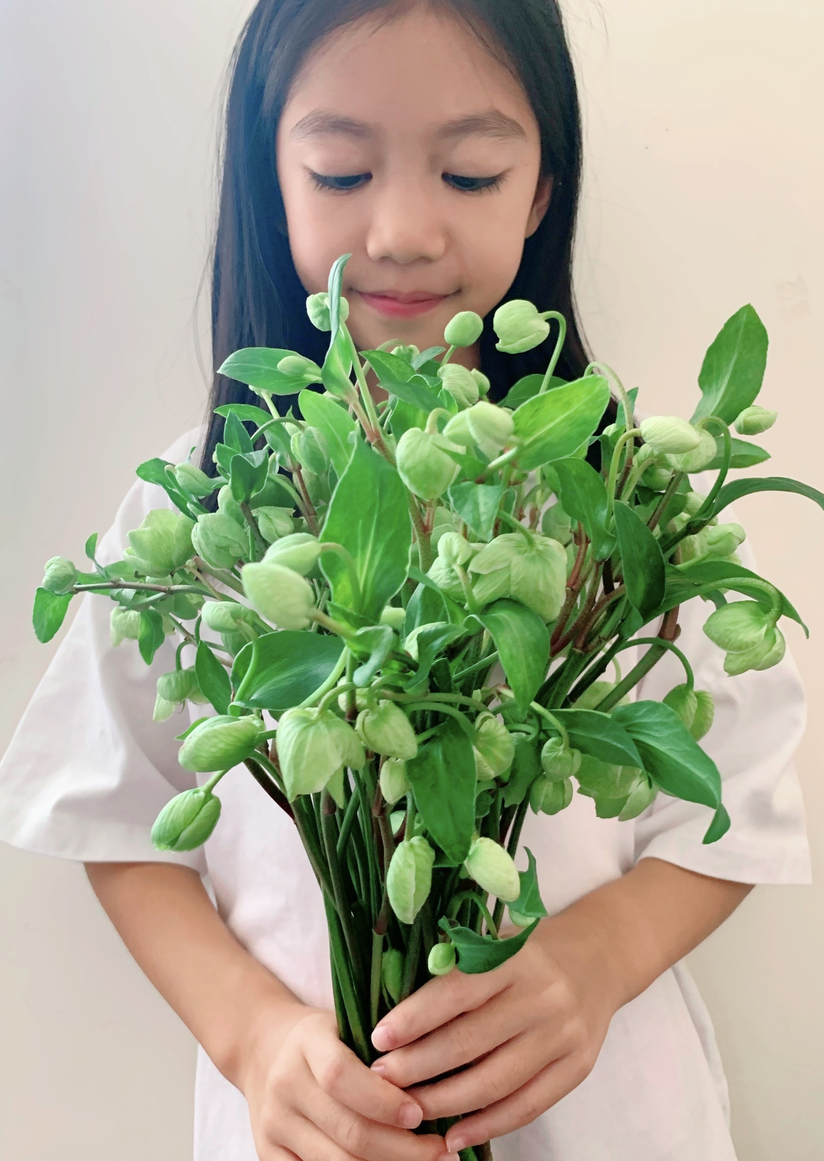 Helleborus Winterbells, Fresh Cut (10 Stems)