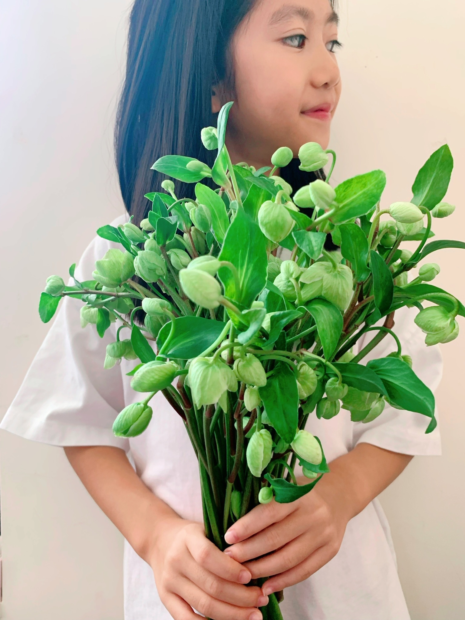 Helleborus Winterbells, Fresh Cut (10 Stems)