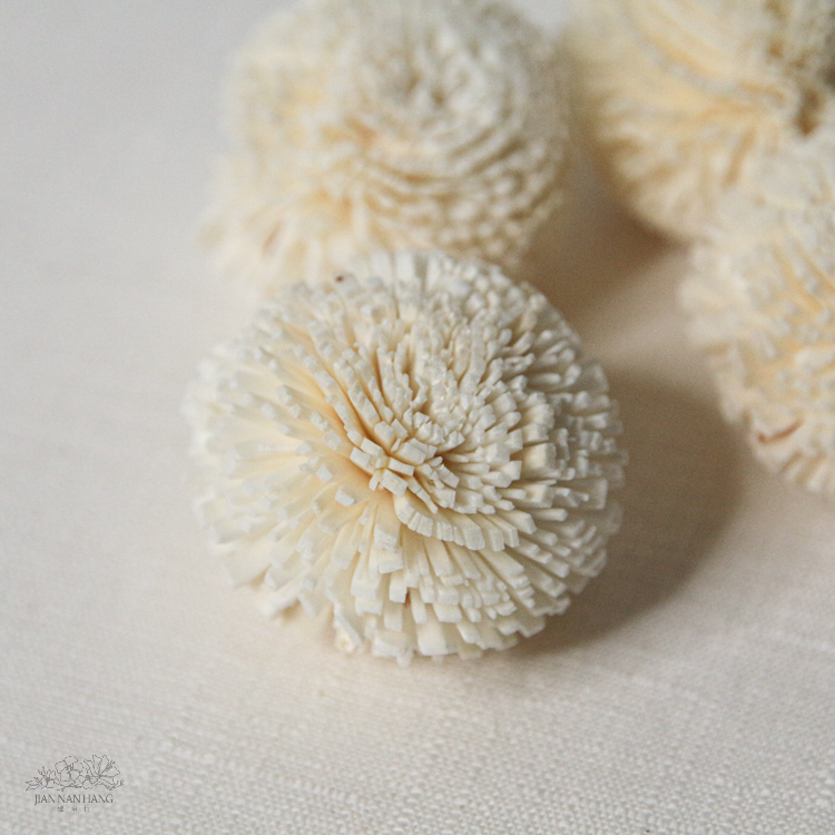 索拉花 乒乓菊白色