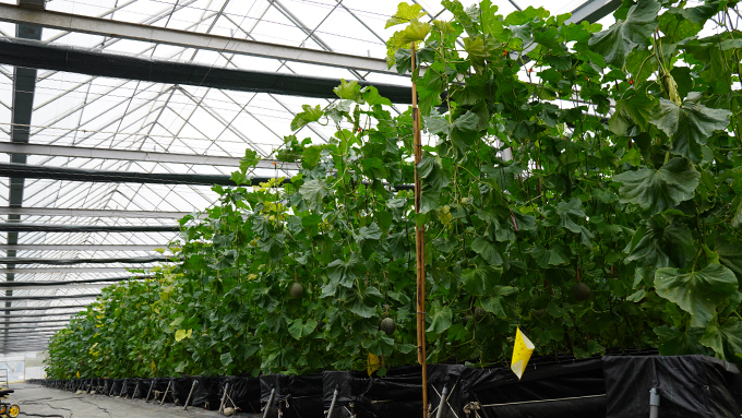 阿露斯洋香瓜採用頂級溫室栽培