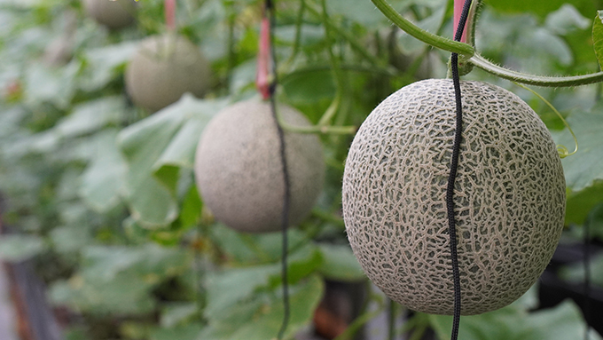 阿露斯洋香瓜以一株一果栽種讓養分滿滿
