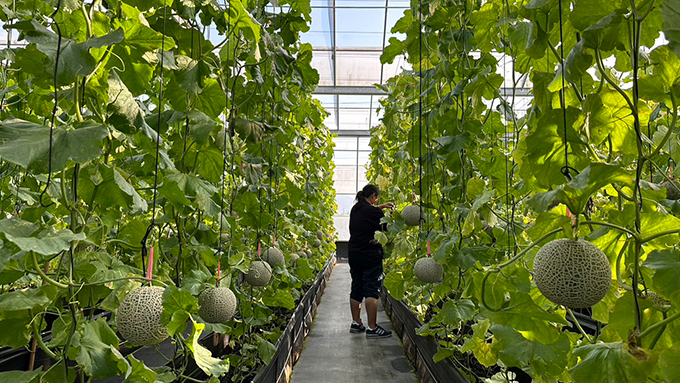 日日巡園挑選最頂級完美的阿露斯洋香瓜