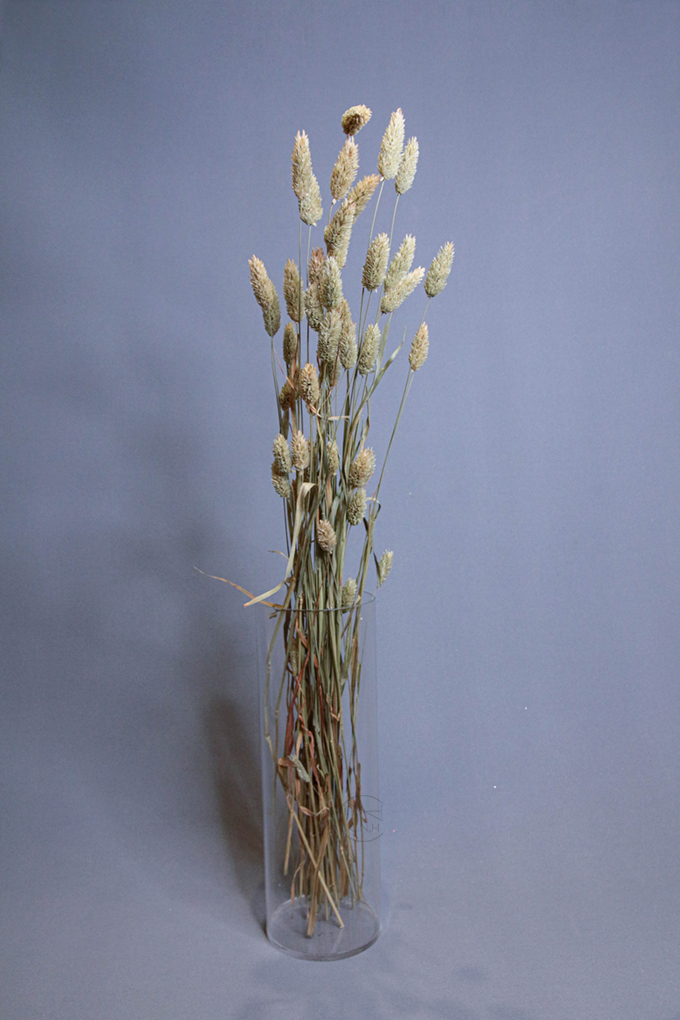 乾燥花 乾燥加納利 荷蘭