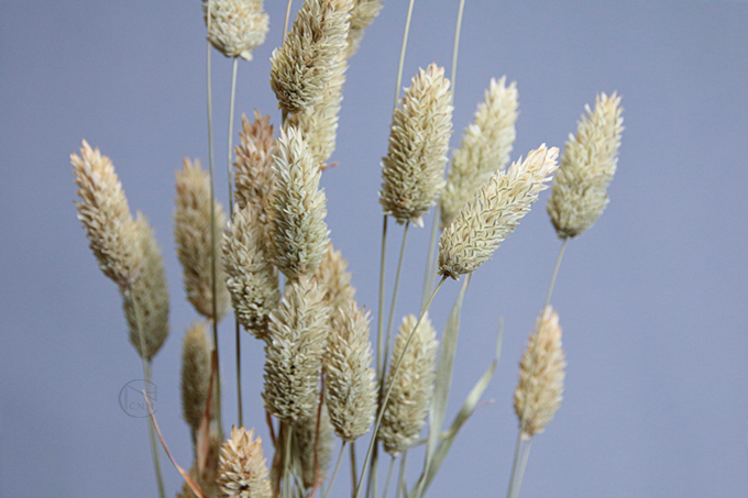 乾燥花 乾燥加納利 荷蘭