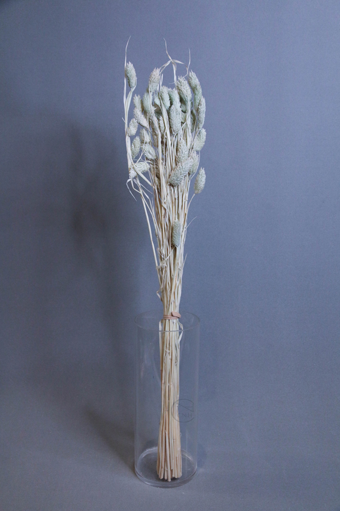 不凋花 乾燥染色加那利