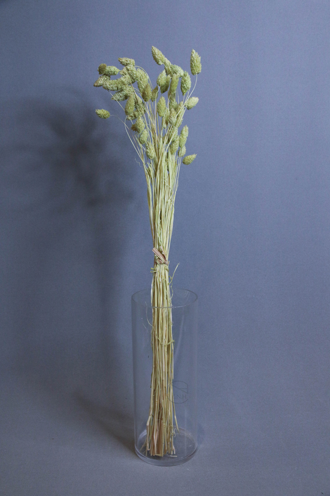 不凋花 乾燥染色加那利