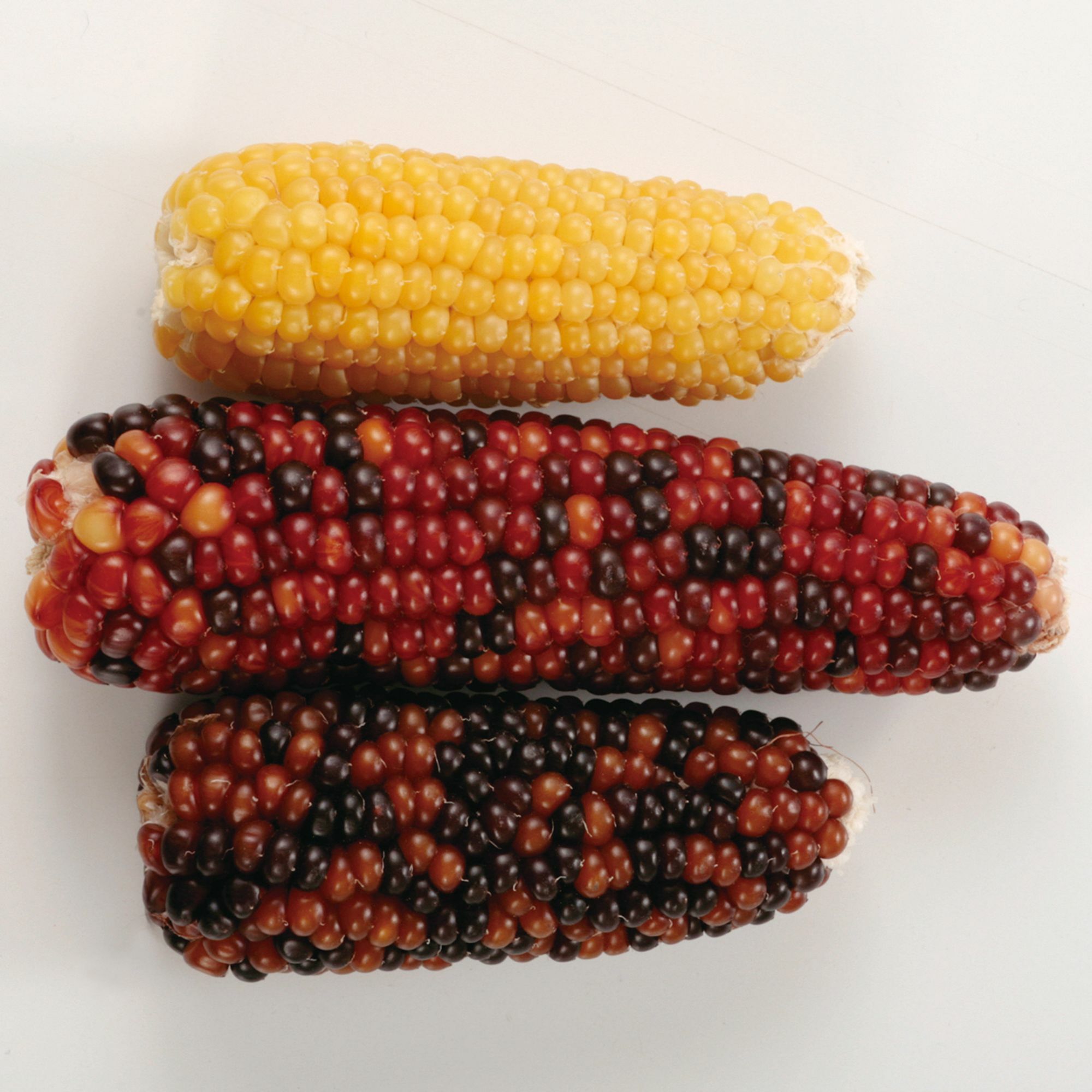 Animan 小玉米 粟米 (牛奶味) - 60g