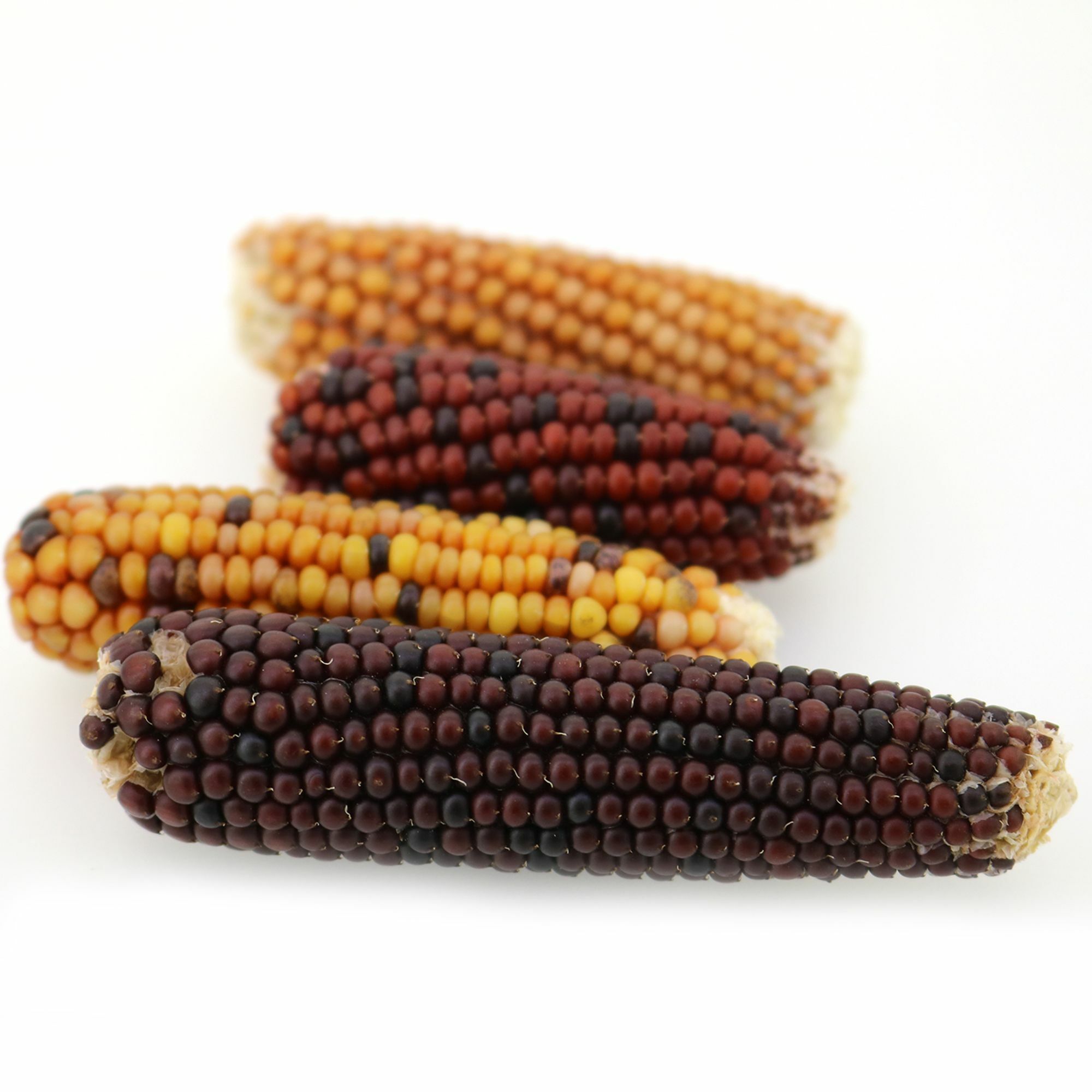 Animan 小玉米 粟米 (蘋果味) - 60g