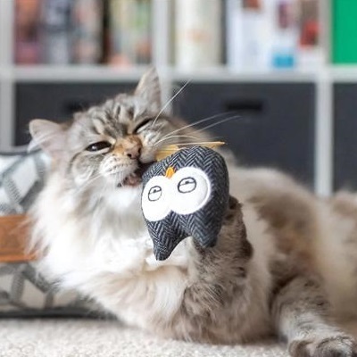 美國 P.L.A.Y 狂野貓咪系列 - Owls