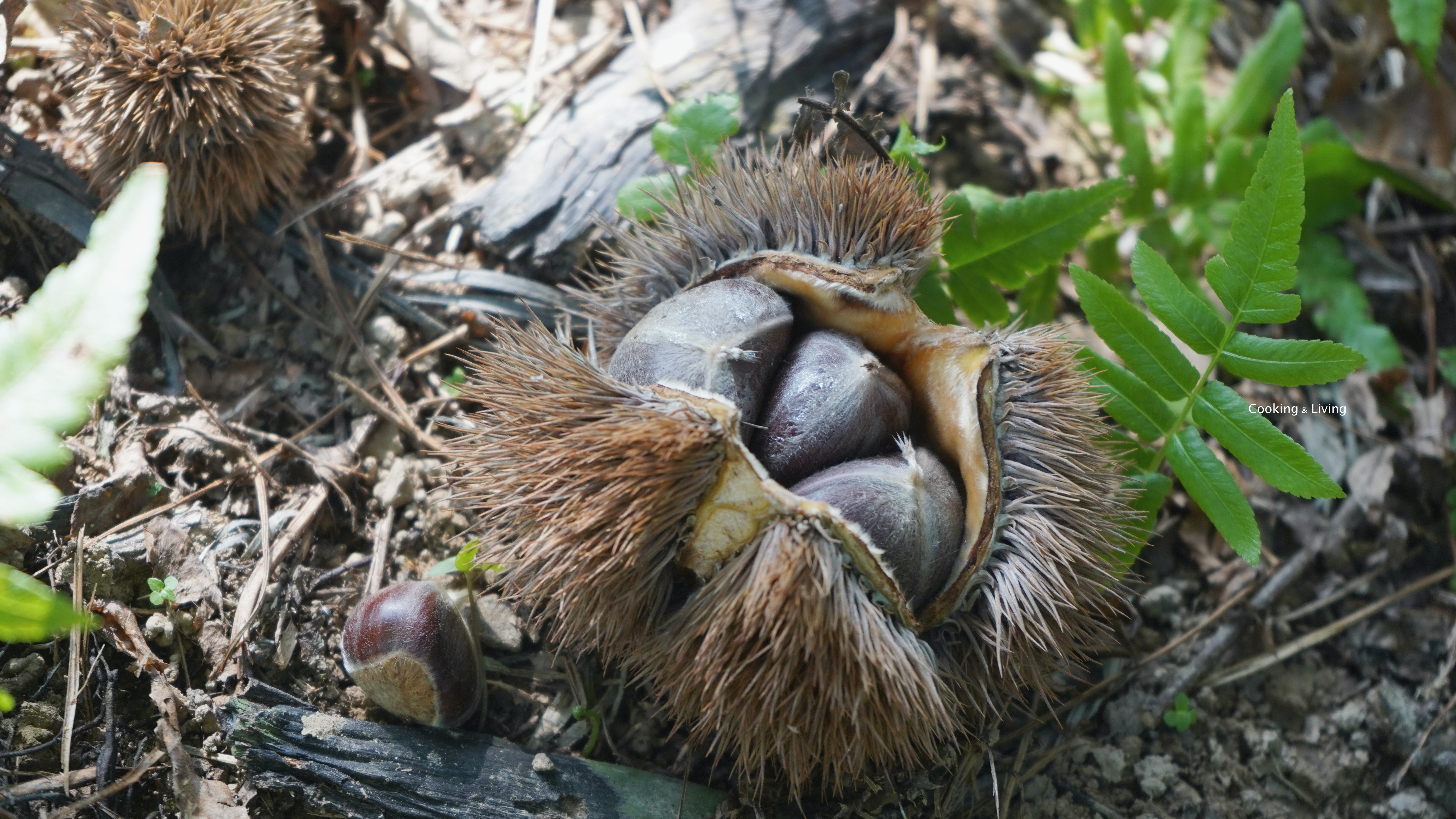 <季節限定> 嘉義中埔黃金板栗