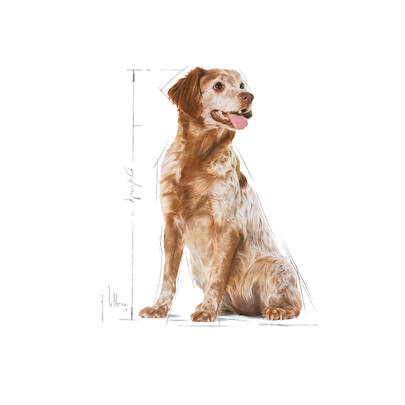 法國皇家 Royal Canin 中型老犬 15kg
