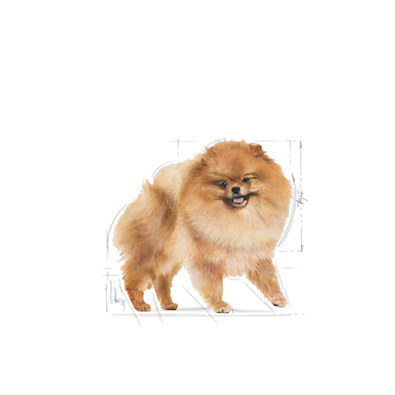 法國皇家 Royal Canin 松鼠狗 3kg