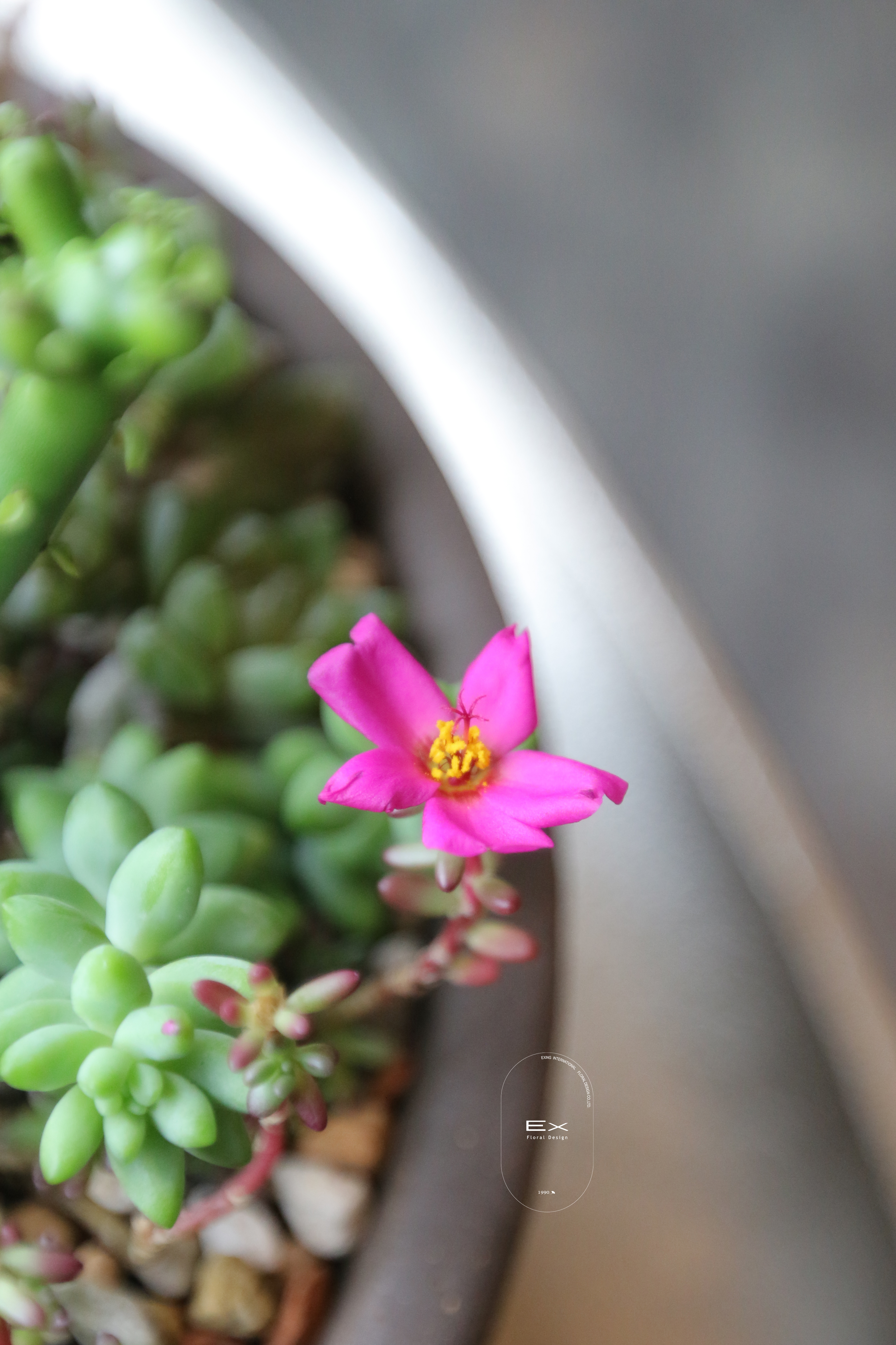 紫米粥 肉質植物 succulent plant｜丹麥盆器品牌 Bergs Potter