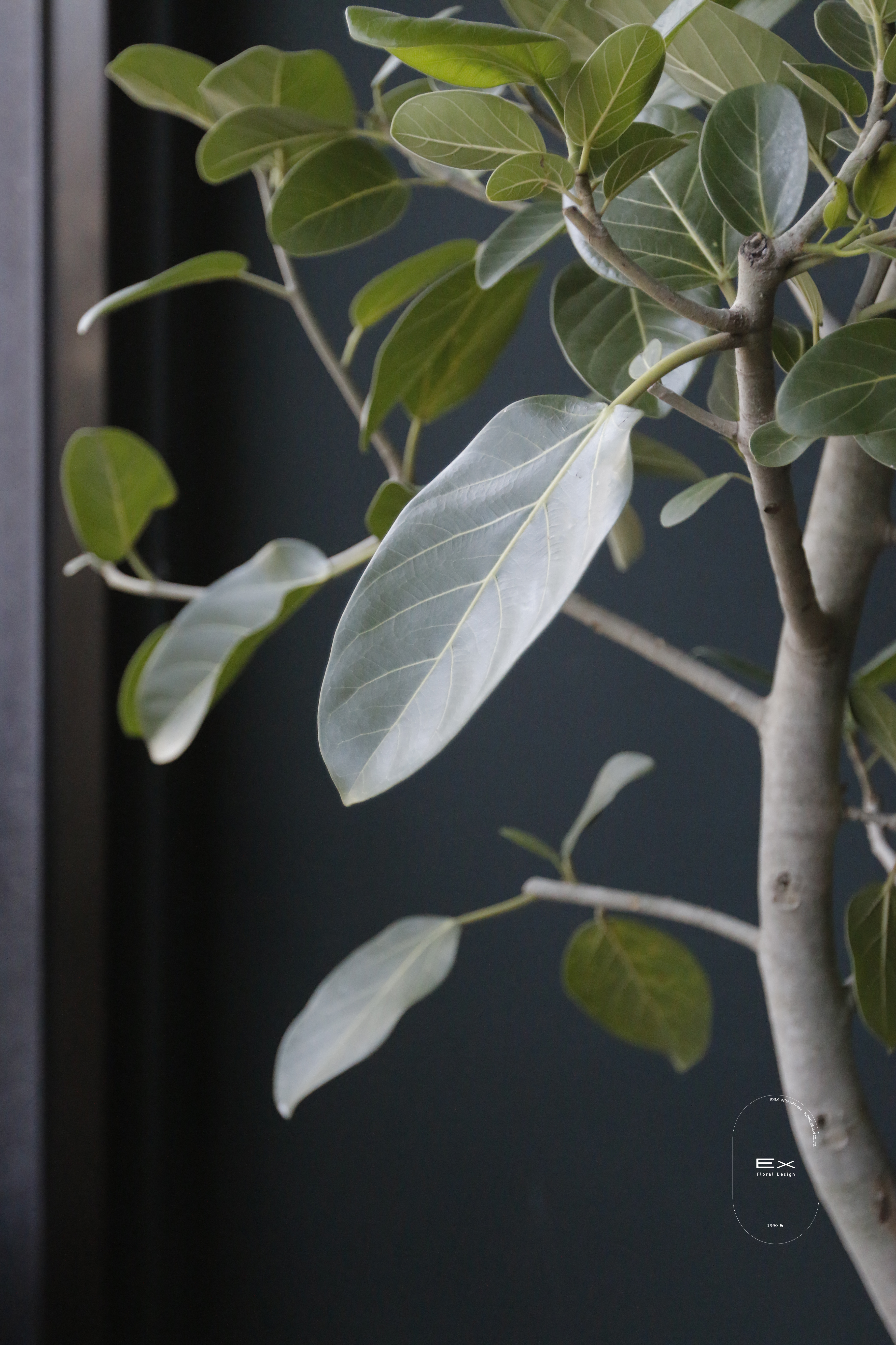 富貴榕 Ficus benghalensis｜義大利陶盆 Deroma