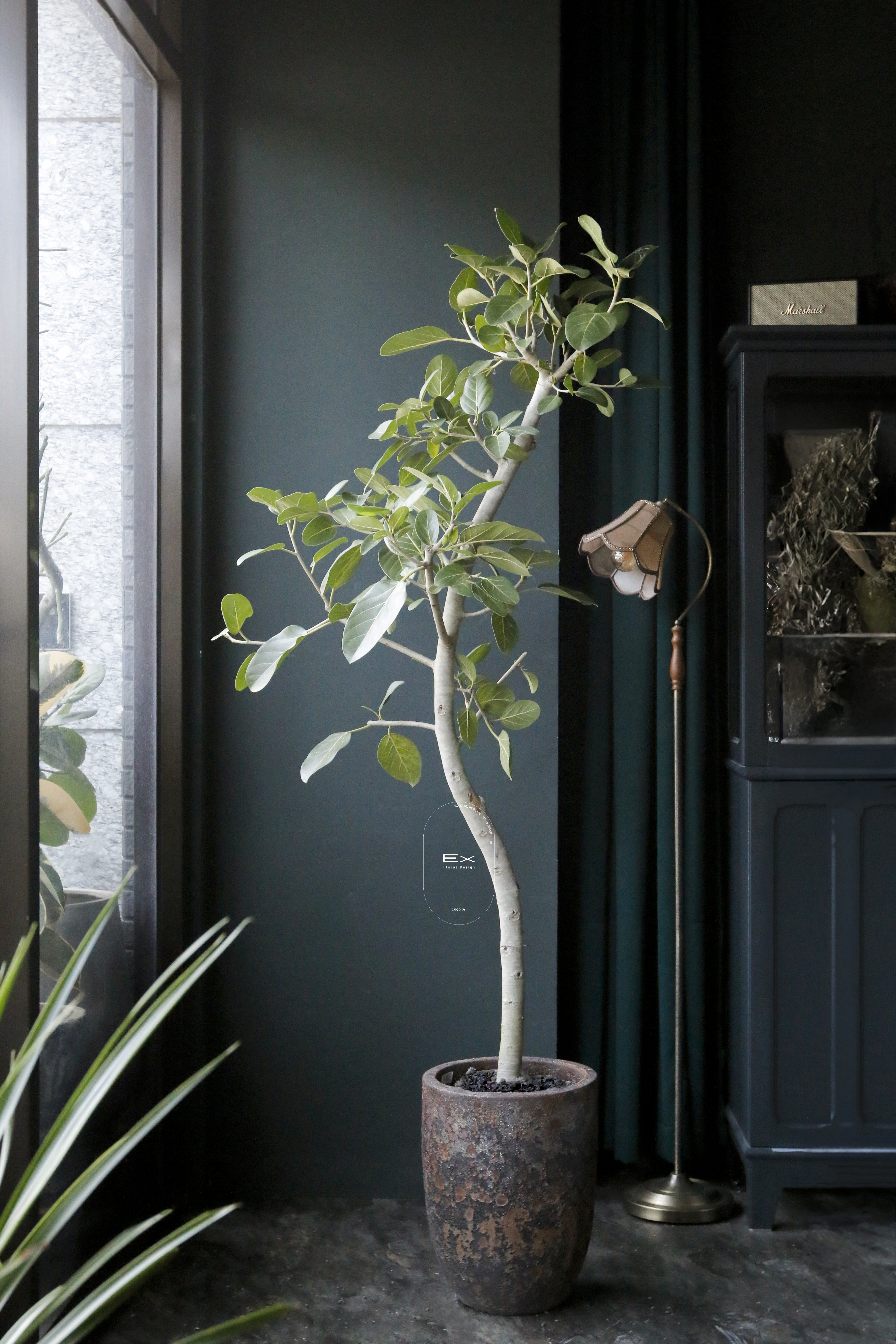 富貴榕 Ficus benghalensis｜義大利陶盆 Deroma