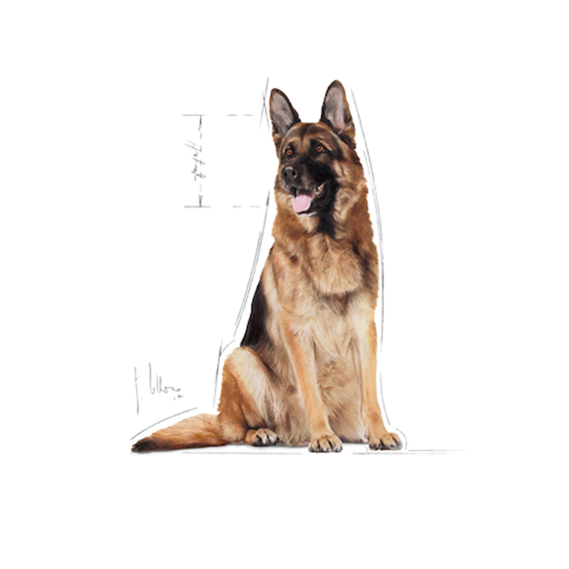 法國皇家 Royal Canin 大型老犬 15kg