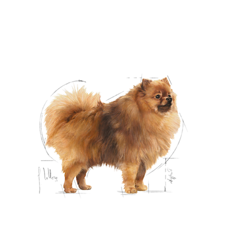 法國皇家 Royal Canin 室內小型成犬 3kg ILA