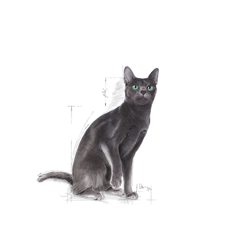 法國皇家Royal Canin 絕育成貓營養配方 stl37 (2kg,4kg,10kg)