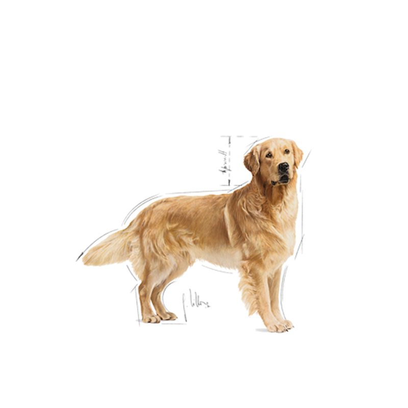 法國皇家 Royal Canin 金毛尋回成犬專屬配方 12kg  god12