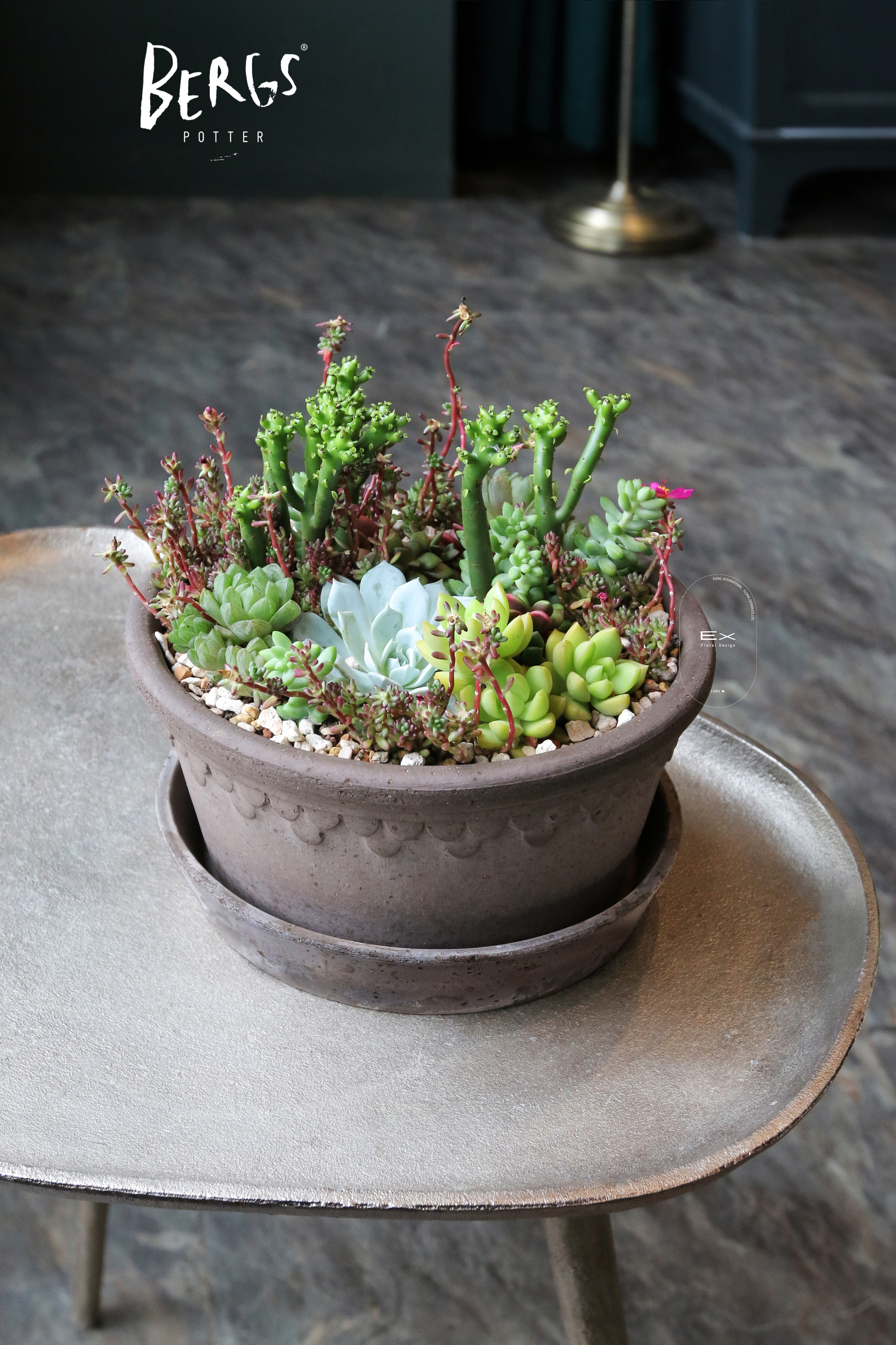 紫米粥 肉質植物 succulent plant｜丹麥盆器品牌 Bergs Potter