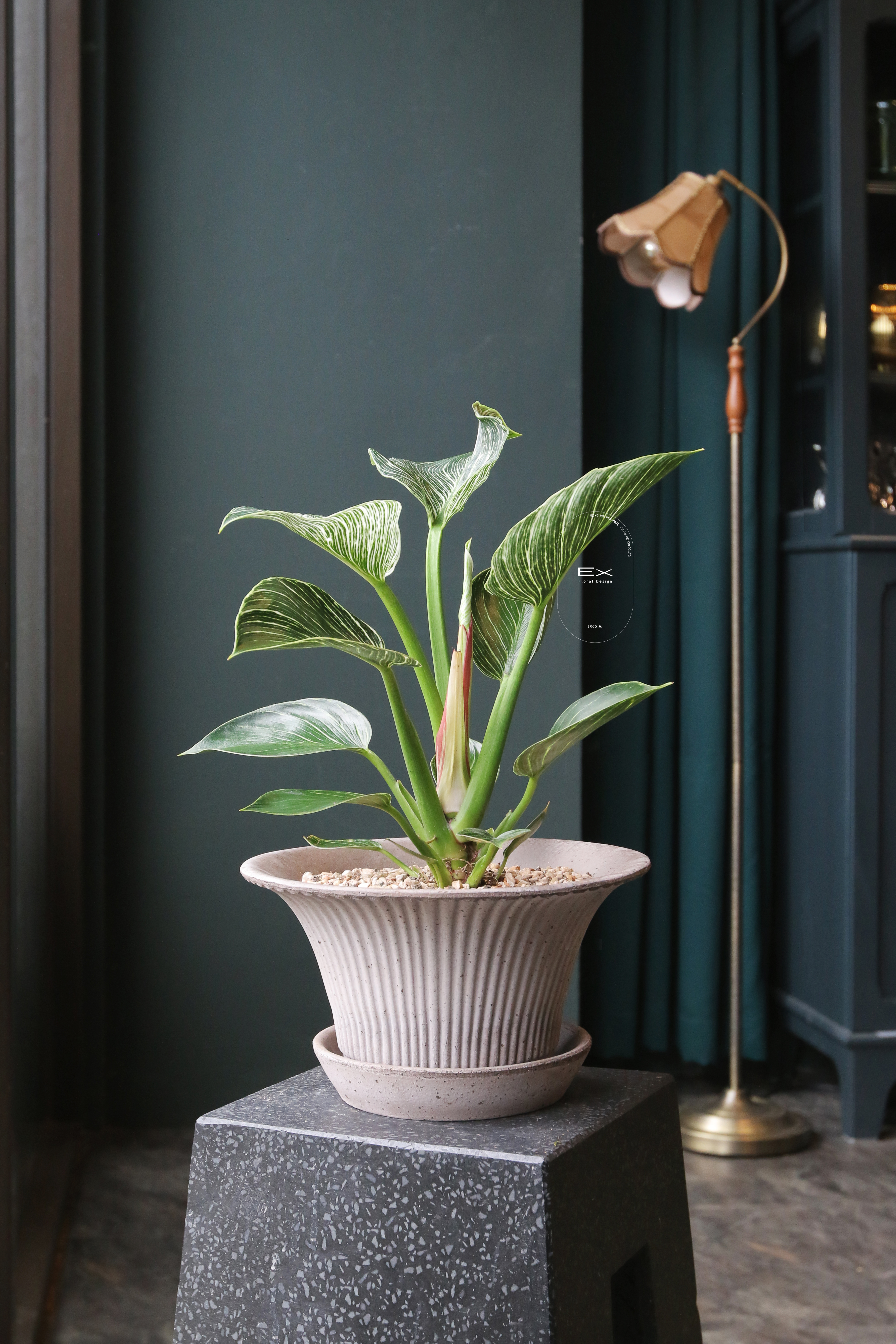 桌上型 · 柏金蔓綠絨 Philodendron｜開運綠植｜開幕誌慶