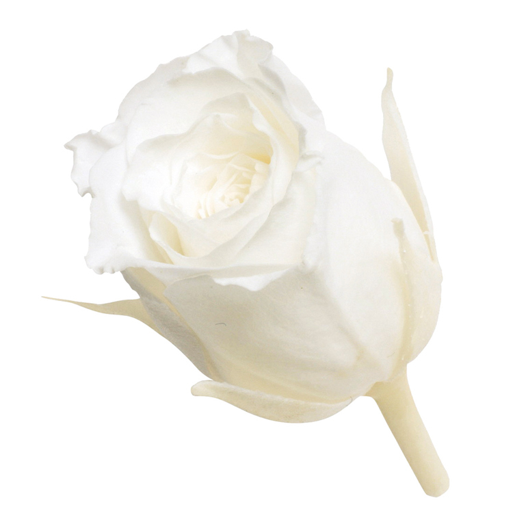 永生花 迷你玫瑰 Vivian 24輪 單色