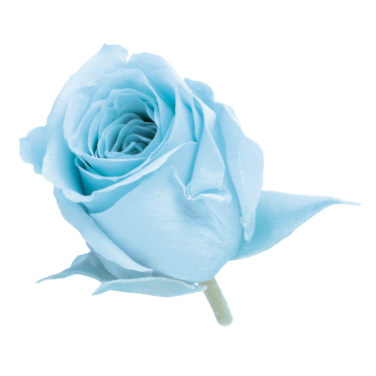 永生花 迷你玫瑰 Vivian 24輪 單色