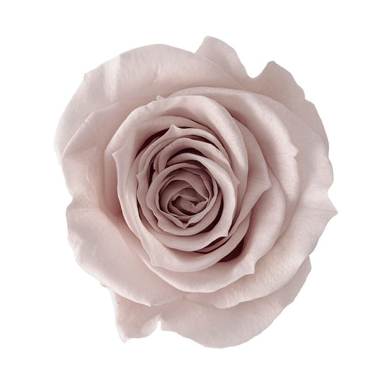 中玫瑰 大地農園 03480 9輪