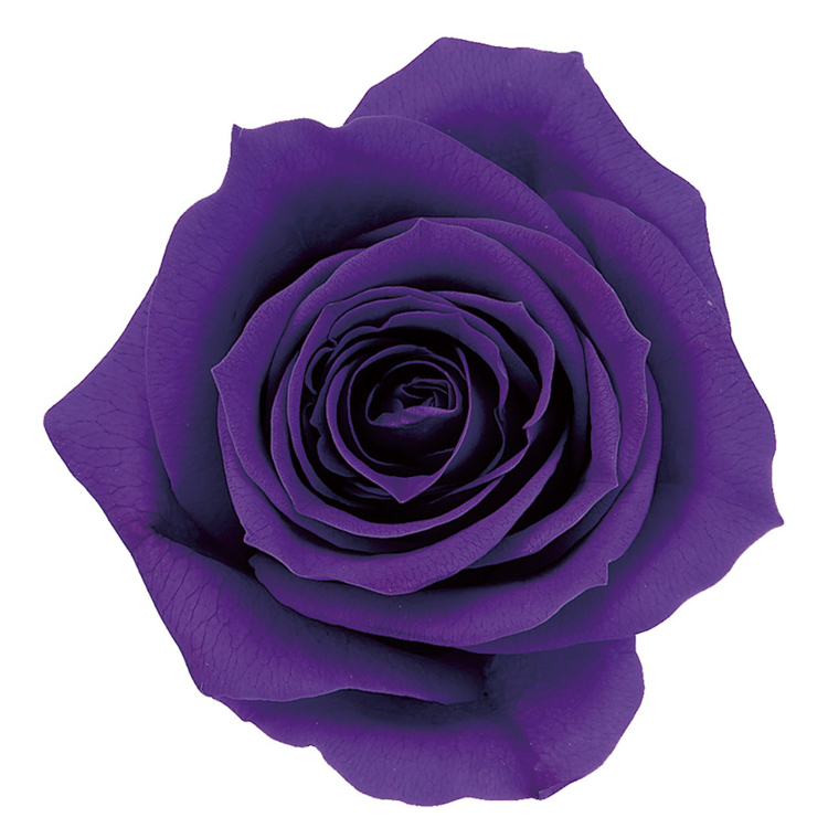 中玫瑰 大地農園 03480 9輪