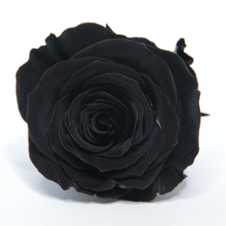 不凋花 大玫瑰 大地農園 9輪 黑