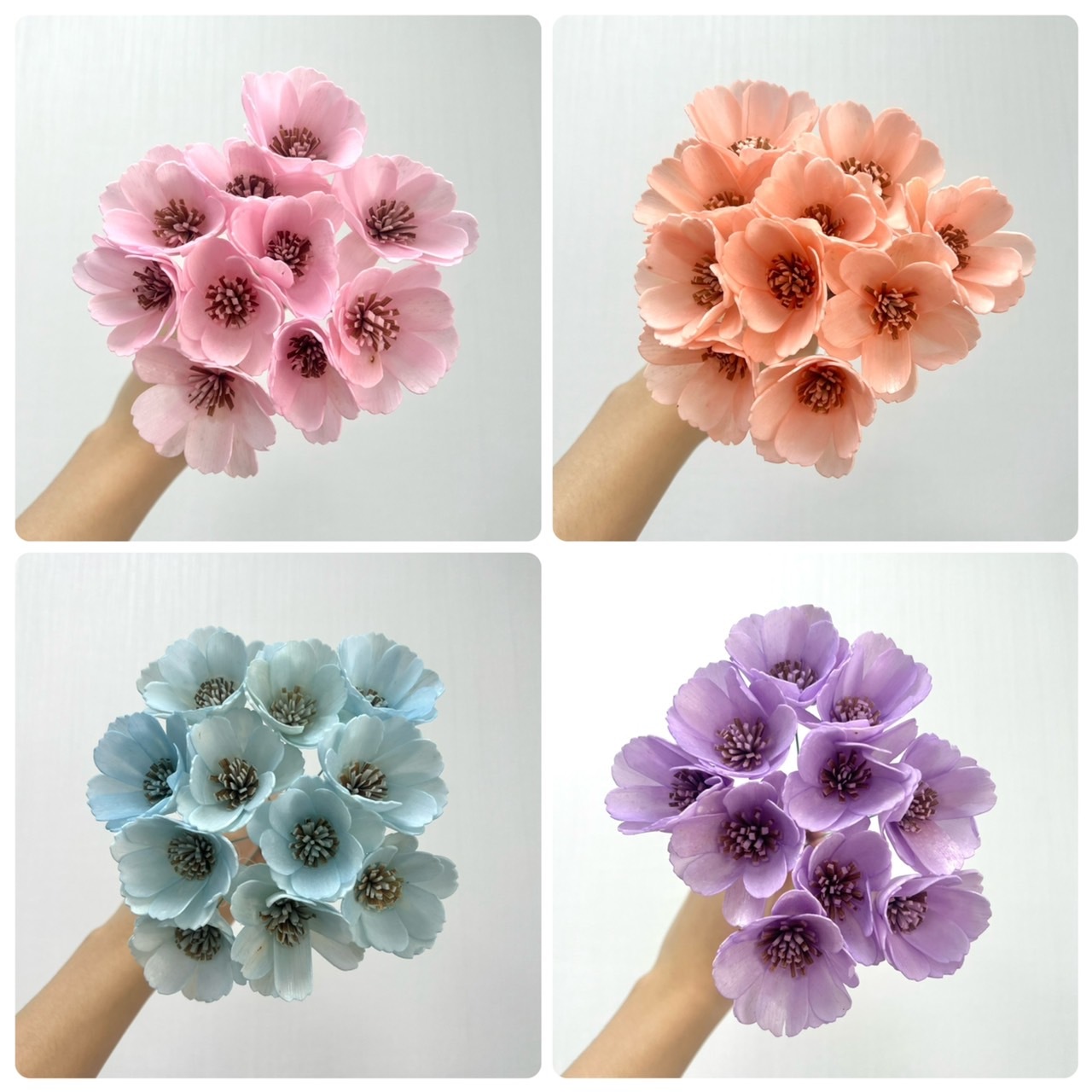 泰國索拉 水染波斯菊 5CM <十支一把> (高品質)