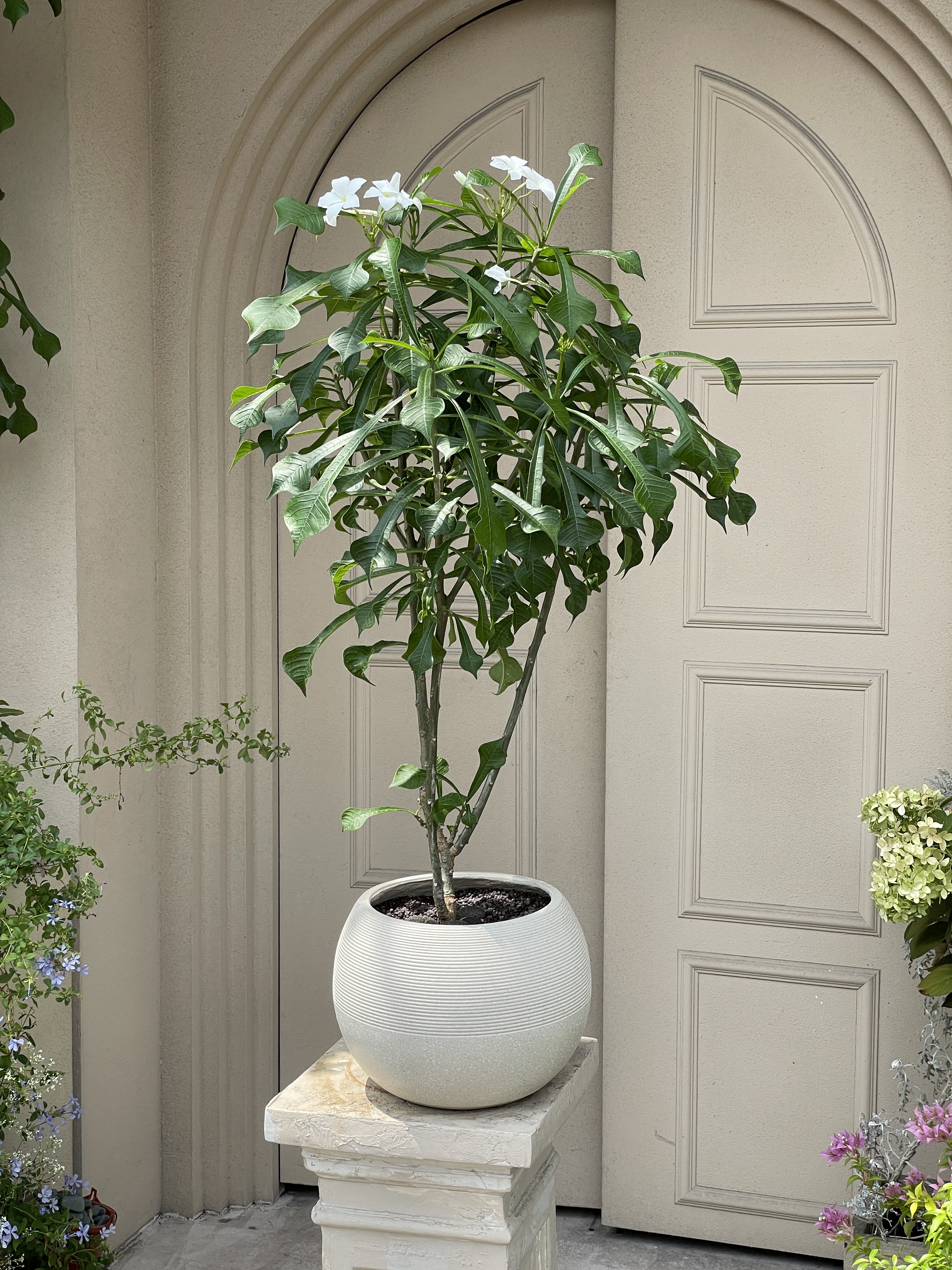 白雪公主植栽-01