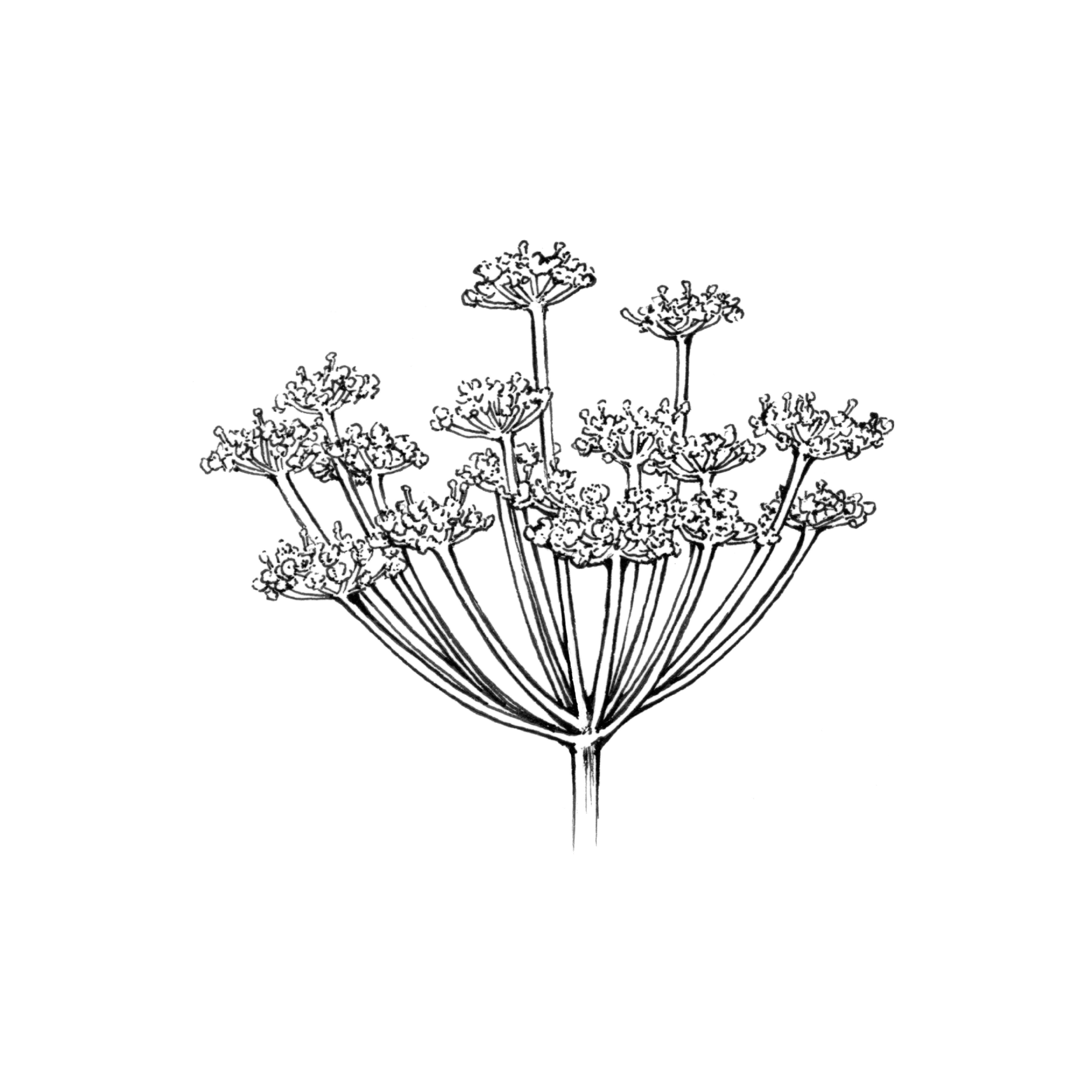 單方精油｜甜茴香-特級 5ml