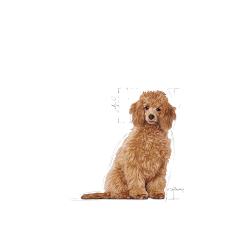 法國皇家 Royal Canin 貴婦狗幼犬專屬配方 3kg