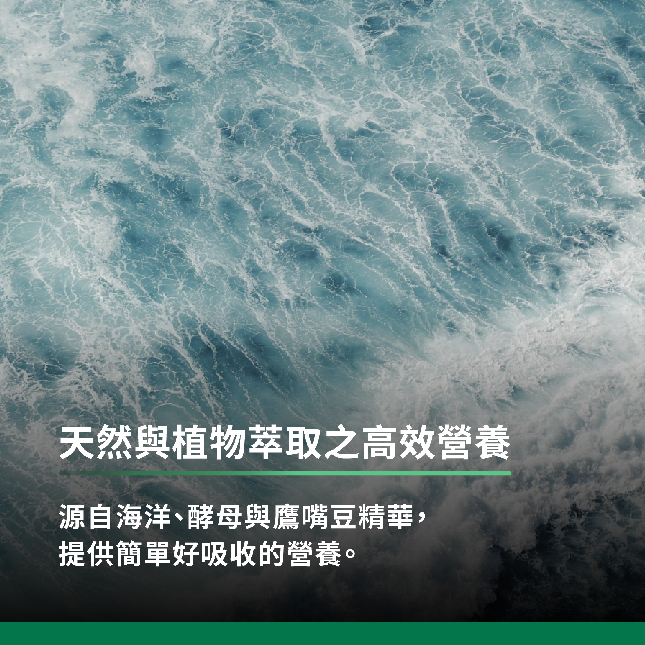 源自海洋、酵母與鷹嘴豆精華,提供簡單好吸收的營養