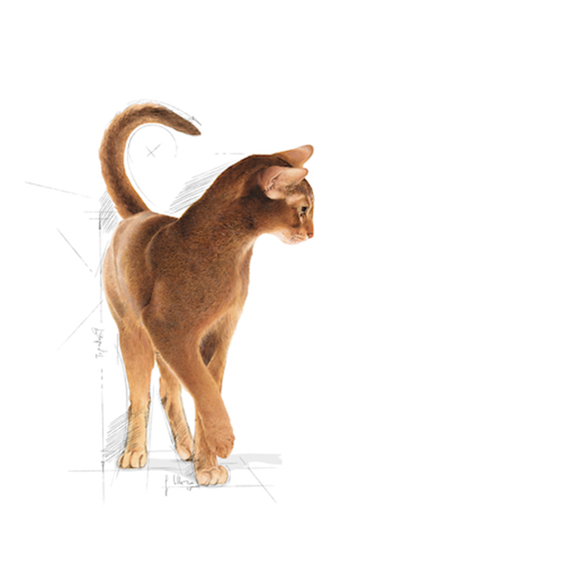 法國皇家 Royal Canin 挑嘴成貓濃郁香味乾糧 exa (4kg)