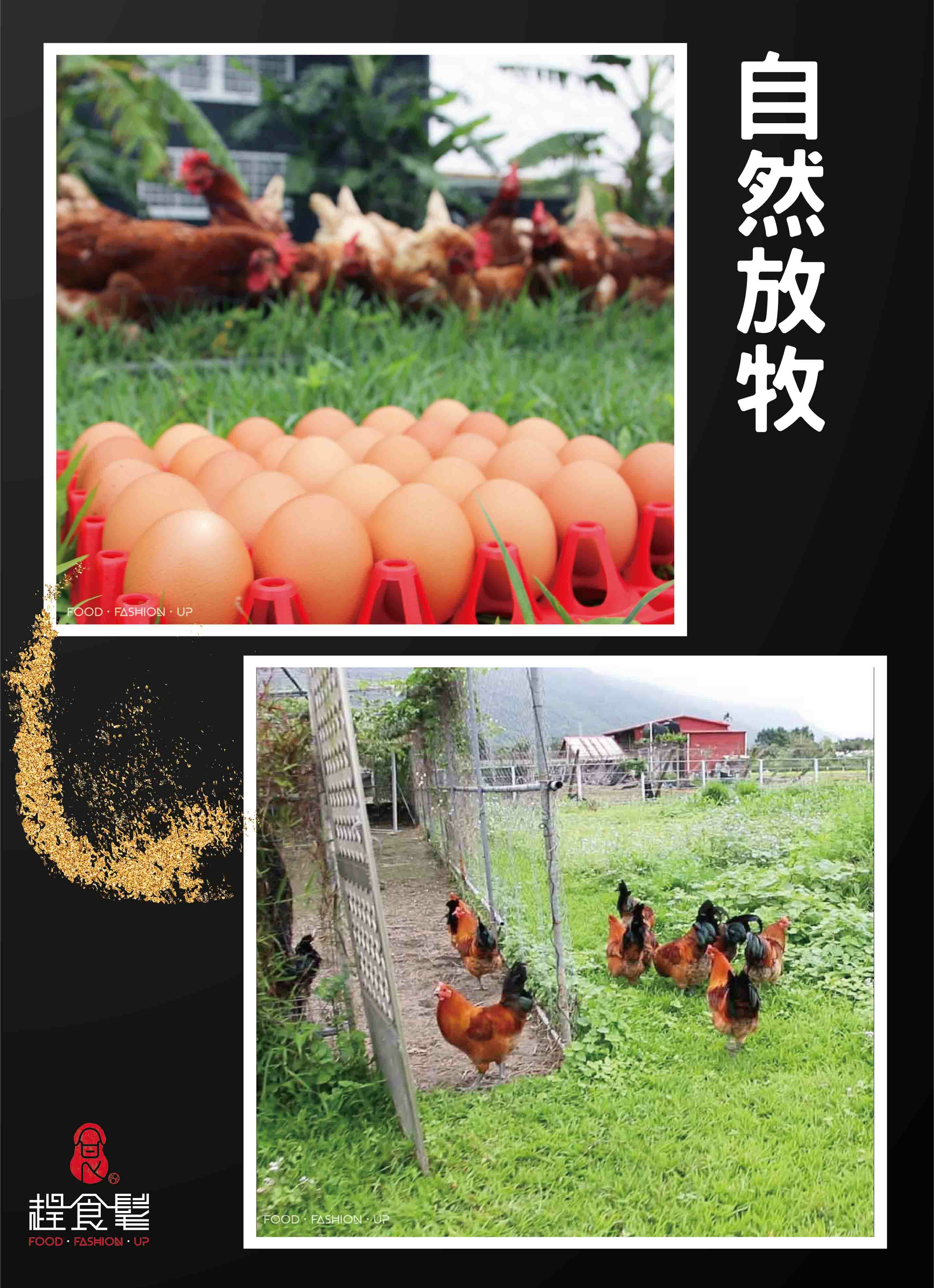 來自花蓮零污染有機農場、自然放牧的有機蛋_後山漫步有機蛋_趕食髦