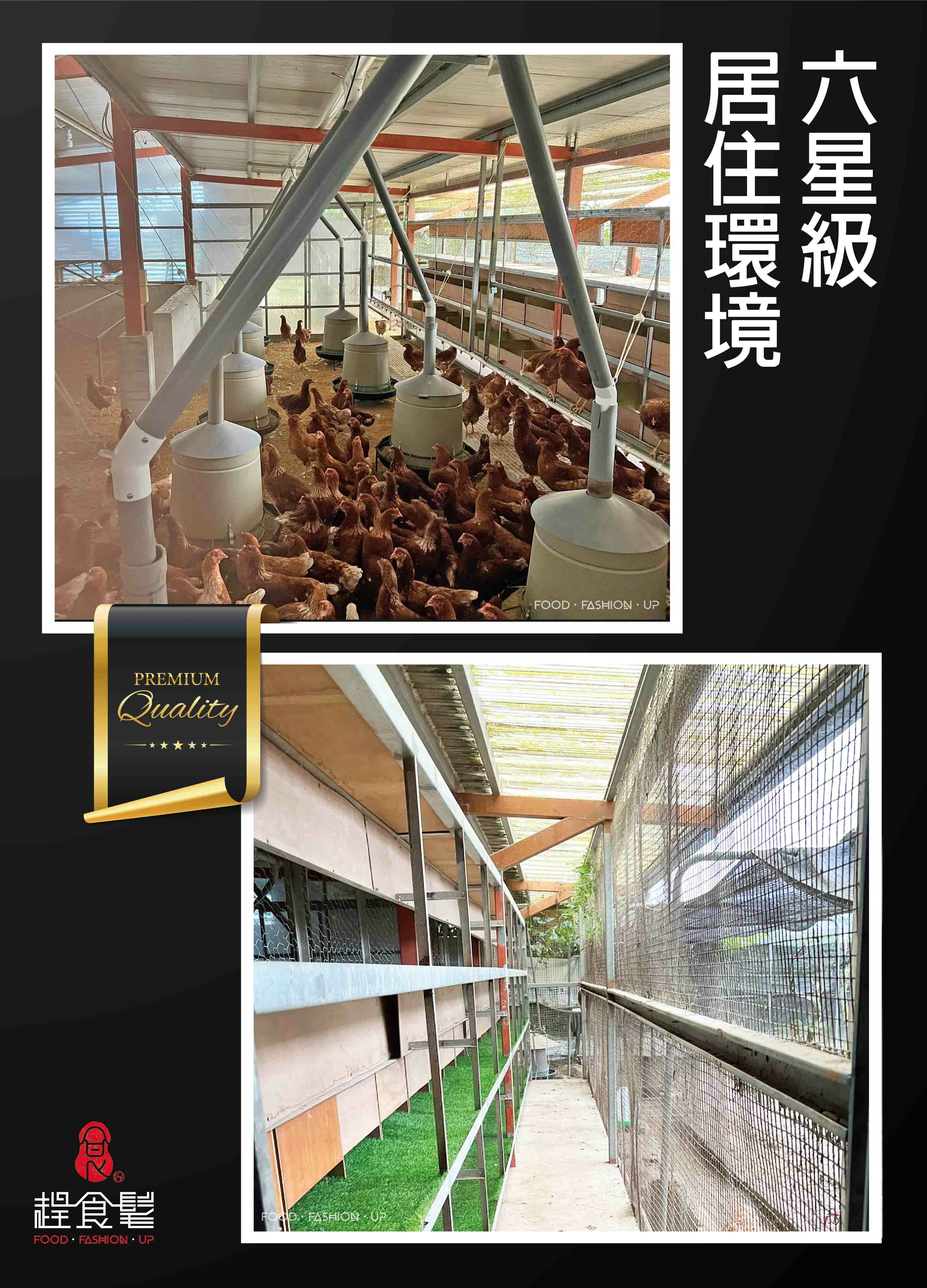 來自花蓮零污染六星級雞舍的有機蛋_後山漫步有機蛋_趕食髦