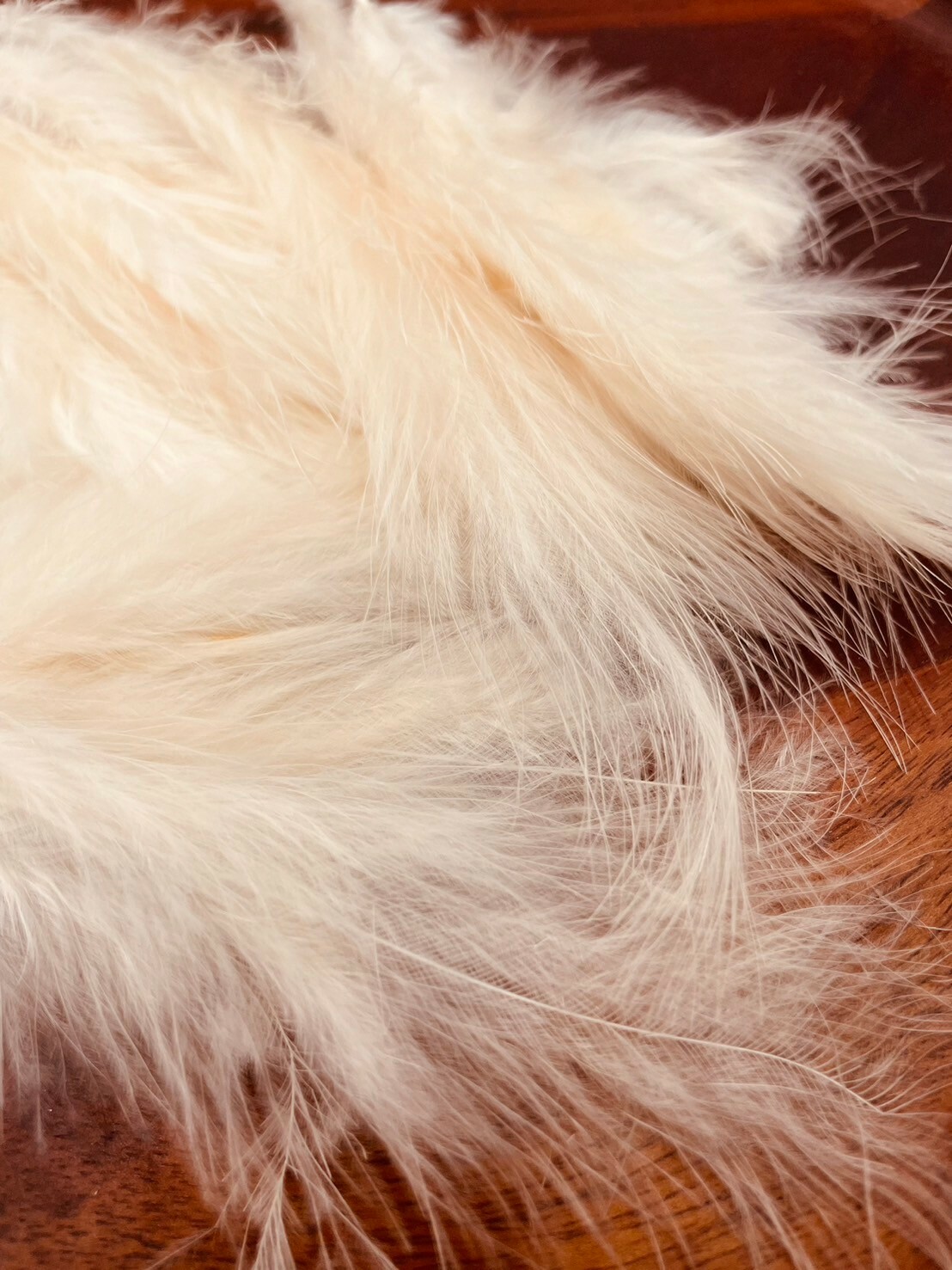 尖尾絨.肉粉長約12-18cm約50根入