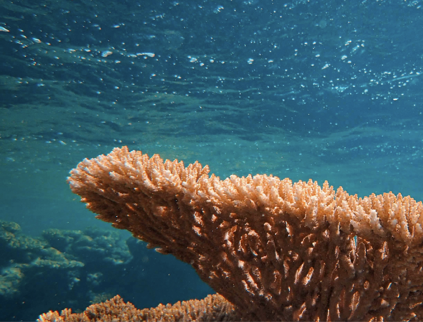 Descriptive Text for Image