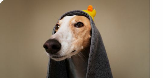 狗狗皮屑如何解決