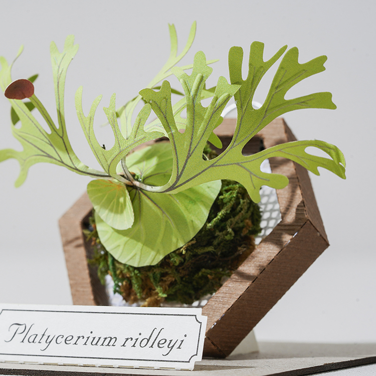 DIY Kit - Forever Green - Platycerium ridleyi Paper