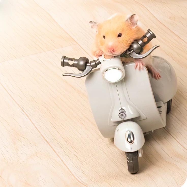 鼠鼠最愛的電動小摩托🛵