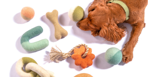 避免狗狗憂鬱症和牙齒損傷