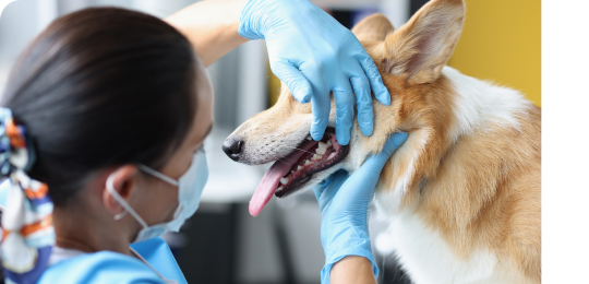 來看看你家毛孩的口腔出了什麼事！